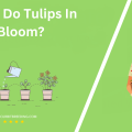 When Do Tulips In Ohio Bloom