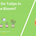 When Do Tulips In Seattle Bloom