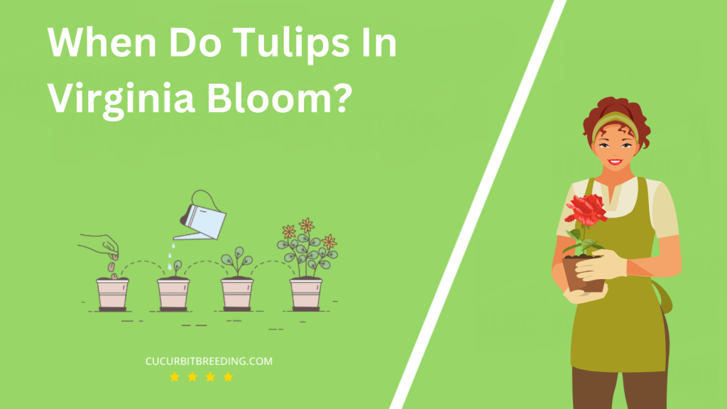 When Do Tulips In Virginia Bloom