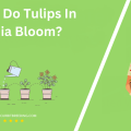 When Do Tulips In Virginia Bloom