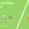 When Do Violas Bloom