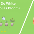 When Do White Magnolias Bloom