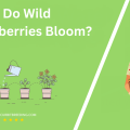 When Do Wild Blackberries Bloom