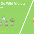 When Do Wild Violets Bloom
