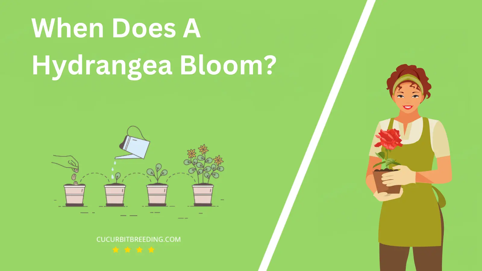 When Does A Hydrangea Bloom?