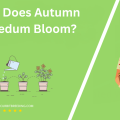 When Does Autumn Joy Sedum Bloom