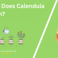 When Does Calendula Bloom