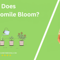 When Does Chamomile Bloom