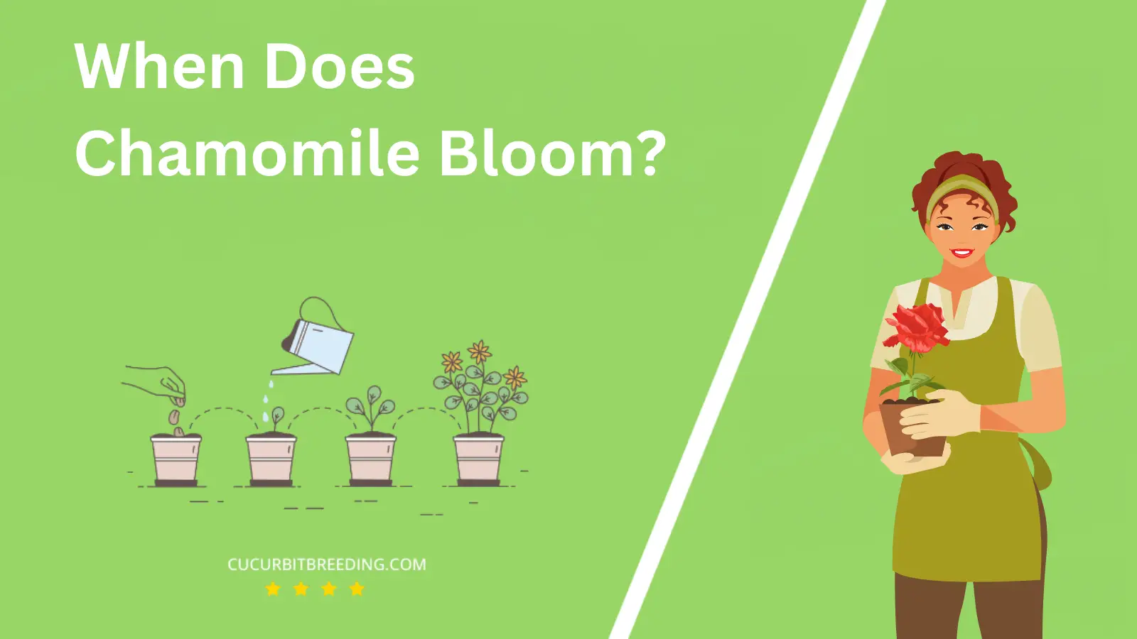 When Does Chamomile Bloom?