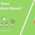 When Does Columbine Bloom
