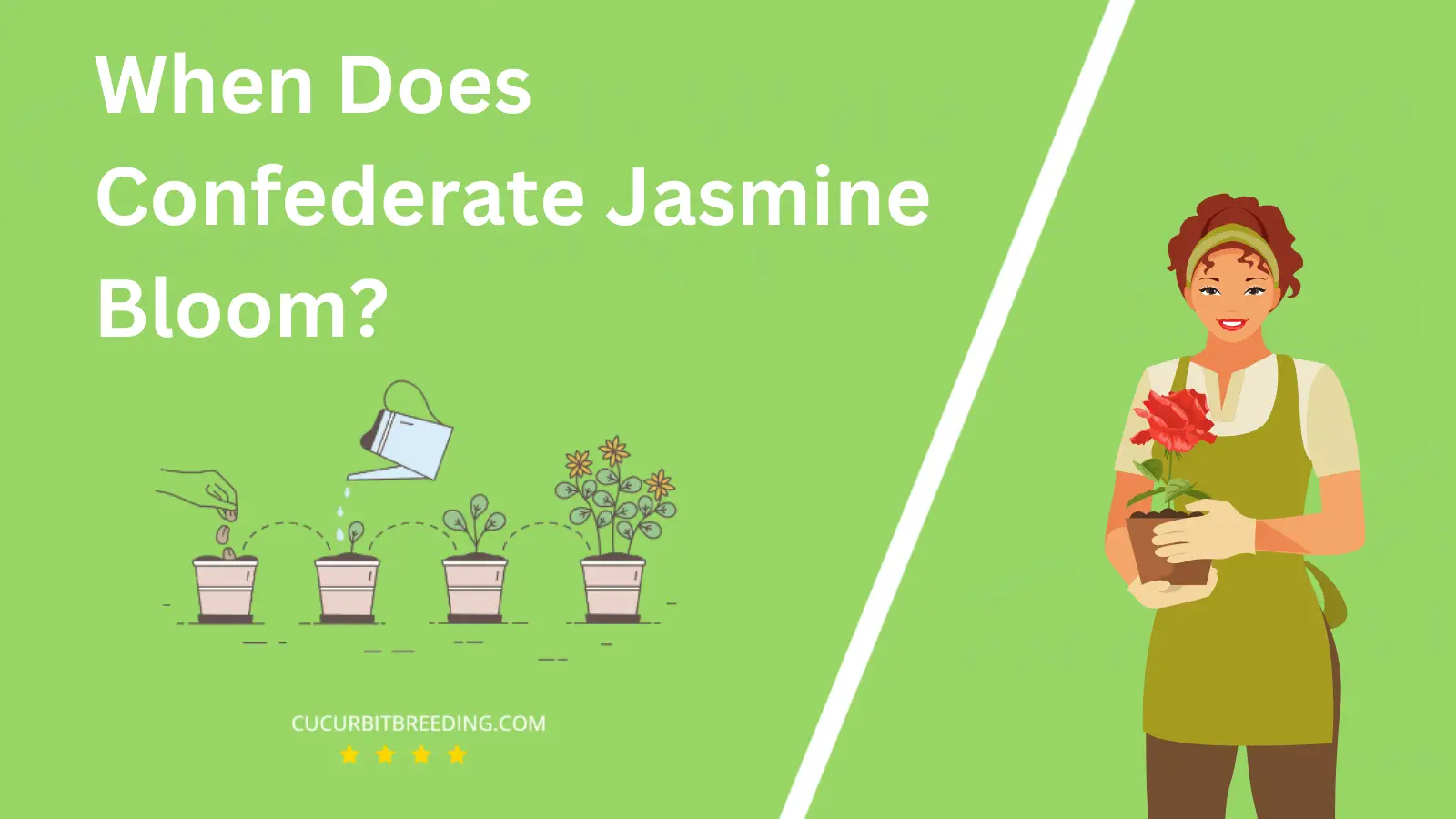 When Does Confederate Jasmine Bloom?