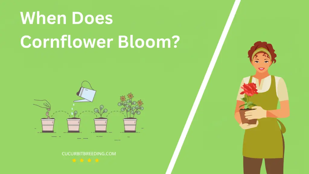 When Does Cornflower Bloom