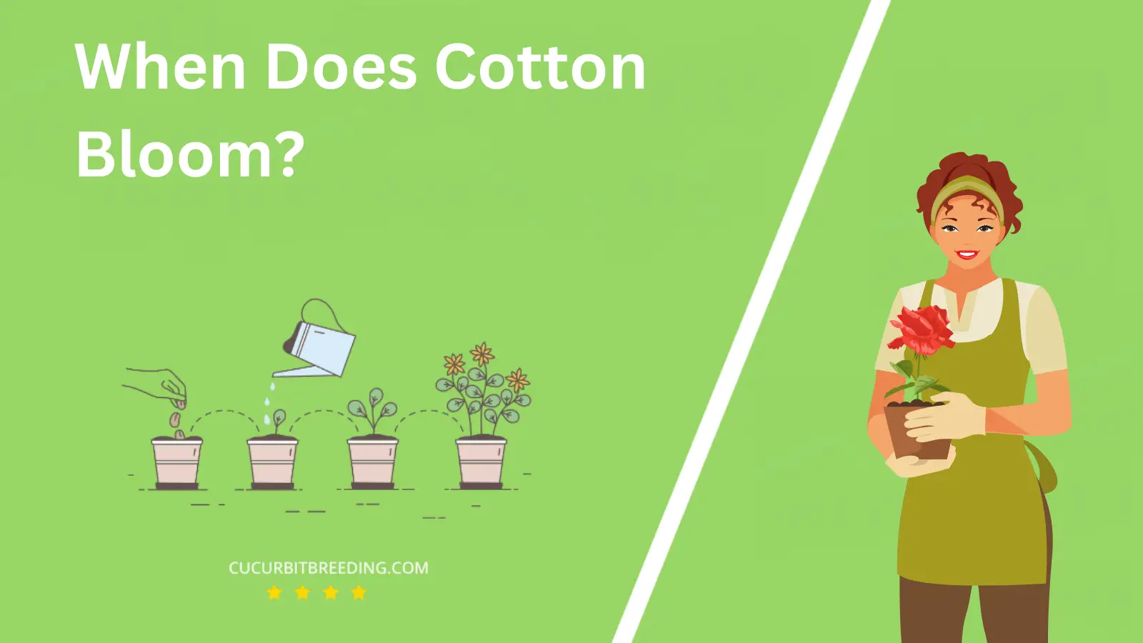 When Does Cotton Bloom?