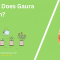 When Does Gaura Bloom