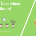 When Does Ghost Pipe Bloom