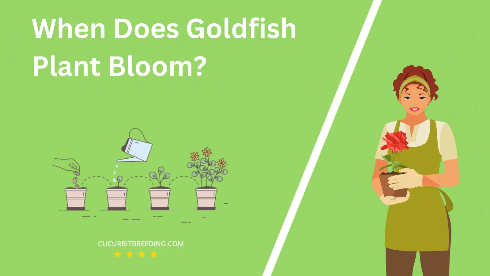 When Does Goldfish Plant Bloom?