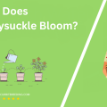 When Does Honeysuckle Bloom