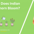 When Does Indian Hawthorn Bloom