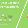 When Does Jasmine In California Bloom