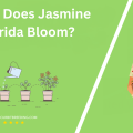 When Does Jasmine In Florida Bloom