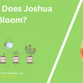 When Does Joshua Tree Bloom