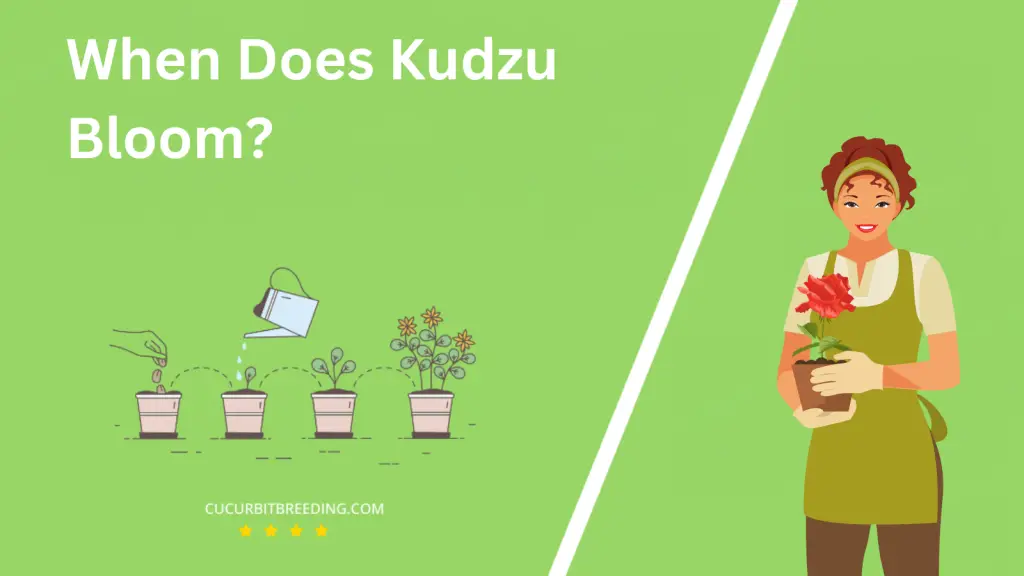 When Does Kudzu Bloom