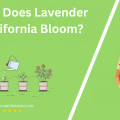 When Does Lavender In California Bloom
