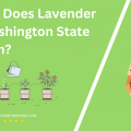 When Does Lavender In Washington State Bloom