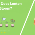 When Does Lenten Rose Bloom