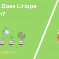 When Does Liriope Bloom
