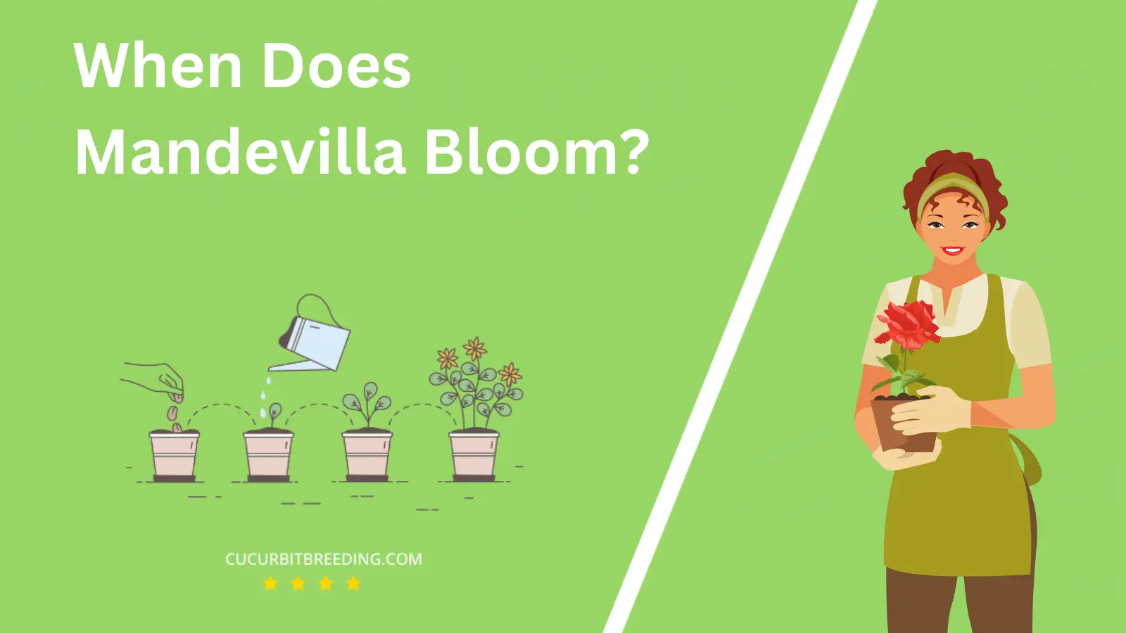 When Does Mandevilla Bloom?