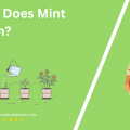 When Does Mint Bloom