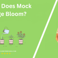 When Does Mock Orange Bloom