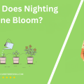 When Does Nighting Jasmine Bloom