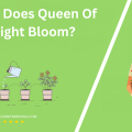 When Does Queen Of The Night Bloom