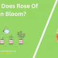 When Does Rose Of Sharon Bloom