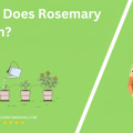 When Does Rosemary Bloom