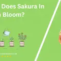 When Does Sakura In Japan Bloom