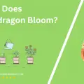 When Does Snapdragon Bloom