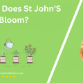 When Does St John'S Wort Bloom