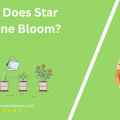 When Does Star Jasmine Bloom