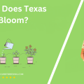 When Does Texas Sage Bloom