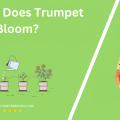When Does Trumpet Vine Bloom