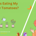 What Is Eating My Cherry Tomatoes