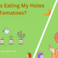 What Is Eating My Holes in My Tomatoes