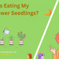 What is Eating My Sunflower Seedlings