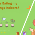 What is Eating my Seedlings Indoors