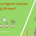 Why Are Agave Leaves Turning Brown