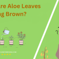 Why Are Aloe Leaves Turning Brown