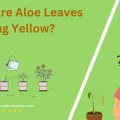 Why Are Aloe Leaves Turning Yellow